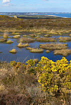 Studland Heath, a biologically important heathland reserve on the Isle of Purbeck, Dorset, UK.