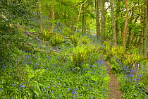 Path through ancient Oak woodland with Bluebells and King fern. Aughton Wood, River Lune, Lancashire, UK.