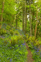 Path through ancient oak woodland with Bluebells and king fern. Aughton Wood, River Lune, Lancashire, UK.