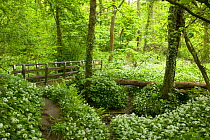 Footpath and bridge in Ancient oak woodland with Wild Garlic / Ransoms {Allium ursinum} in flower, Spring, Aughton Wood, River Lune, Lancashire, UK.