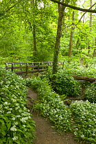 Footpath and footbridge in Ancient oak woodland with Wild Garlic / Ransoms {Allium ursinum} in flower, Spring, Aughton Wood, River Lune, Lancashire, UK.