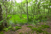 woodland growing on damp ground alongside a raised bog, with moss and birch, UK