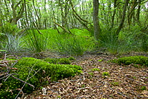 Woodland growing on damp ground alongside a raised bog, with moss and birch, UK.