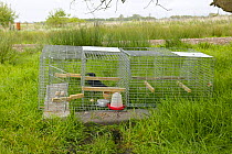 Crow trap used on nature reserve to control the number of predatory crows and magpie preying on wader chicks, Lancashire, UK.