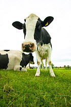 Wide-angle portrait of British Holstein Fresian cow {Bos taurus} on an organic dairy farm, UK.