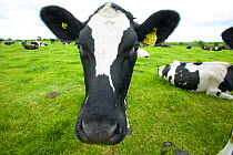 Wide-angle portrait of British Holstein Fresian cow {Bos taurus} on an organic dairy farm, UK.