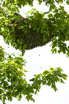 Swarm of Honey Bees {Apis mellifera} on oak tree.