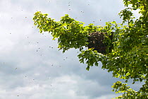 Swarm of Honey Bees {Apis mellifera} on oak tree, UK.