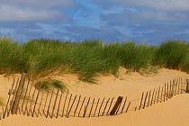 Broken wooden picket fence swamped by encroaching sand dune with Marram grass {Ammophilia arenaria} Formby, Merseyside, UK.