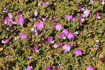 Common restharrow {Ononis repens} in flower, Formby, Merseyside, UK.