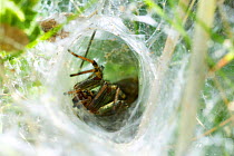 Funnelweb spider {Agelena labyrinthica} in its web, UK.