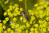 Bee {Colletes succinctus} on Fennel {Foeniculum vulgare} in sand dunes, Formby, Merseyside, UK.