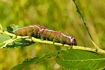 Puss Moth caterpillar {Cerura vinula} feeding on willow, UK.