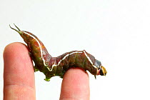 Puss Moth caterpillar{Cerura vinula} crawling between fingers, UK.