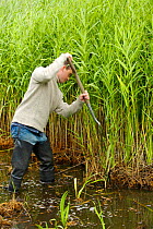 Conservation volunteer clearing reedbed to create a pool to encourage bitterns at rspb reserve, Leighton Moss, Lancashire, UK.