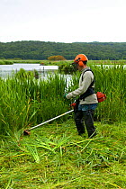 Conservation volunteer brushcutting invasive vegetation from reedbeds at Leighton Moss reserve, Lancashire, UK.