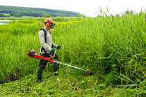 Conservation volunteer brushcutting invasive vegetation from reedbeds at Leighton Moss reserve, Lancashire, UK.