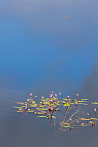 Amphibious Bistort {Persicaria bistorta / Polygonum sp.} growing in Loch Ken, Scotland, UK.