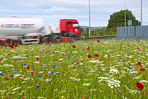 Corncockle {Agrostemma githago} Poppy {Papaver sp.} and Marigold {Calendula sp.} growing on busy roundabout planted with arable weed mix, wildflower and wild meadow seed mix to attract wildlife, UK.