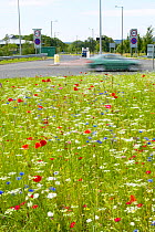Corncockle {Agrostemma githago} Poppy {Papaver sp.} and Marigold {Calendula sp.} growing on busy roundabout planted with arable weed mix, wildflower and wild meadow seed mix to attract wildlife, UK.