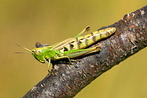 Newly emerged female Meadow Grasshopper{Chorthippus parallelus} resting on branch, UK.