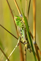 Newly emerged female Meadow Grasshopper{Chorthippus parallelus} resting on grass, UK.