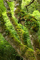 Lichen and polypody fern covered oak near Laggan Bay, Isle of Mull, Scotland, UK.