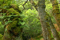 lichen and polypody fern covered oak near Laggan Bay, Isle of Mull, Scotland, UK.