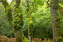 Lichen and polypody fern covered oak near Laggan Bay, Isle of Mull, Scotland, UK.