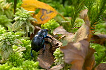 Common Dor Beetle {Geotrupes stercorarius} clambering over woodland floor, UK