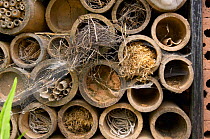 Canes laid down in a pile and filled with various materials  to encourage insects in a garden, UK.