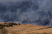 Controlled grass fire in a conifer plantation on upland moorland, West Pennine Moors, Lancashire, UK.