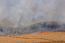 Controlled grass fire in a conifer plantation on upland moorland, West Pennine Moors, Lancashire, UK.