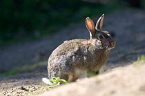 European rabbit {Oryctolagus cuniculus} scarred by myxamatosis infection, UK.
