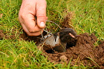 Pest controller with mole {Talpa europea} caught in trap, UK.