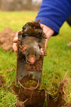 Pest controller with mole {Talpa europaea} caught in trap.