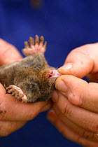 Pest controller holding dead mole {Talpa europaea} UK.