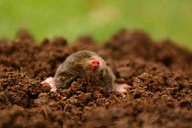Common / European Mole {Talpa europaea} head poking out of mole hill, dead specimen, UK.