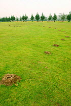Mole hills on golf course {Talpa europaea} UK