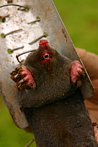 European mole {Talpa europaea} caught in trap, UK.