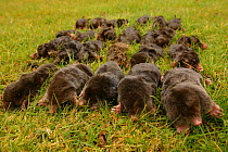 Dead European moles {Talpa europaea} killed by pest control, UK.