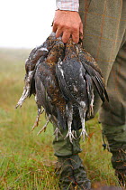 Head game keeper with Red grouse {Lagopus lagopus scoticus} bagged on day's shoot, Yorkshire, UK.