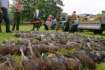 The day's bag of Red grouse {Lagopus lagopus scoticus} on a Yorkshire shoot, UK