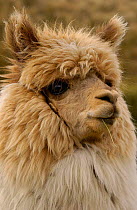 Alpaca head portrait {Lama pacos} Andes, Ecuador.