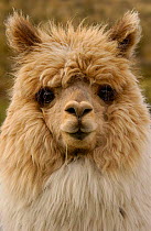 Alpaca head portrait{Lama pacos} Andes, Ecuador.