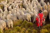 Indian herding Alpaca herd {Lama pacos} base of Cotopaxi Volcano, Andes, Ecuador.2005
