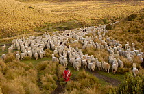 Indian herding Alpaca herd {Lama pacos} base of Cotopaxi Volcano, Andes, Ecuador.