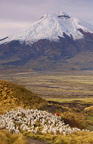 Indian with Alpaca herd {Lama pacos} at base of Cotopaxi Volcano, Andes, Ecuador. Paramo habitat