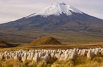 Alpaca herd {Lama pacos} at base of Cotopaxi Volcano, Andes, Ecuador. Paramo habitat.