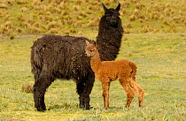 Alpaca Mother and Baby {Lama pacos} Andes. Ecuador.